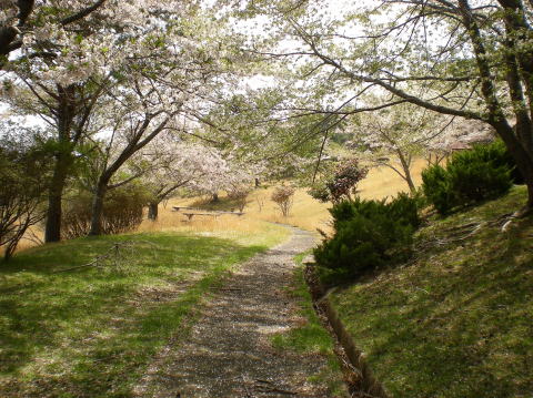 遊歩道の桜が綺麗
