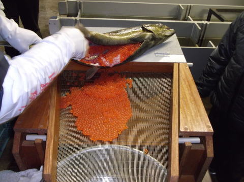 鮭から卵を取り出す作業
