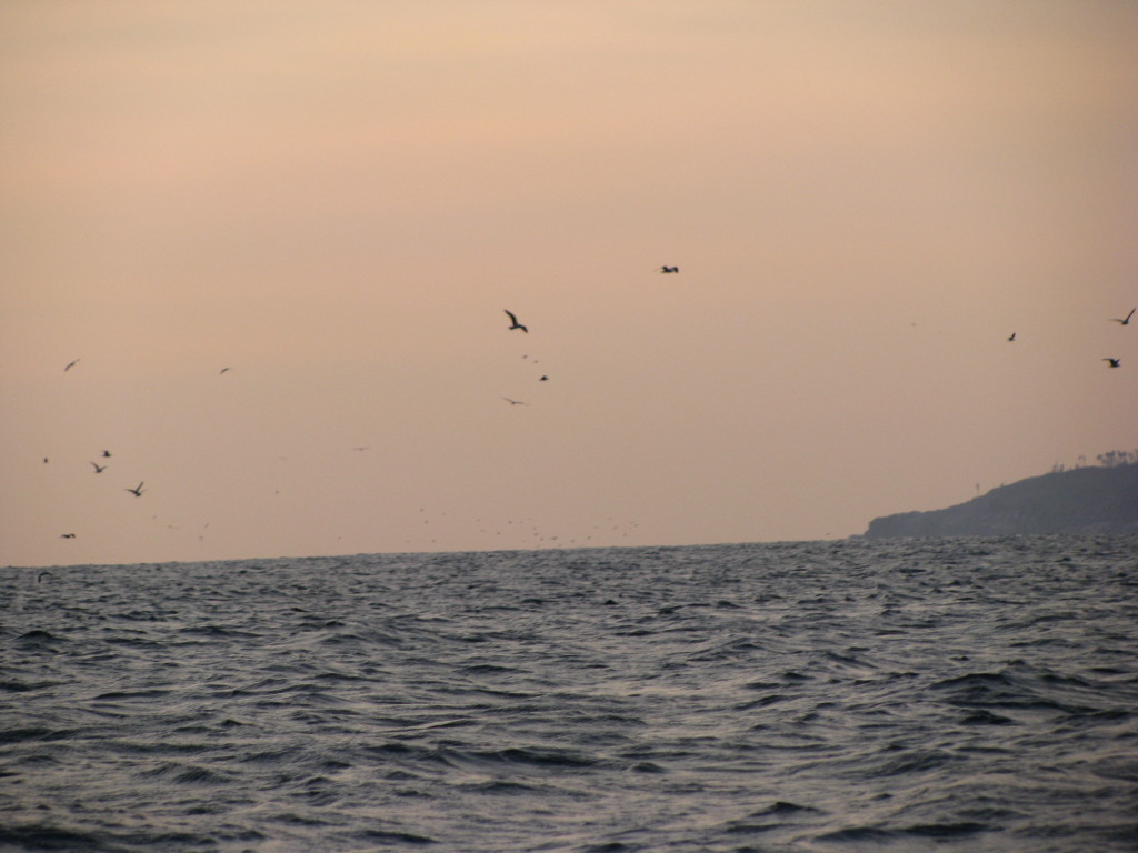 早朝から海面には鳥山が多数
